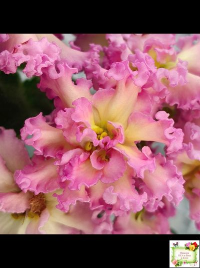 РМ-Богиня Солнца (Н. Скорнякова) 2019 г.