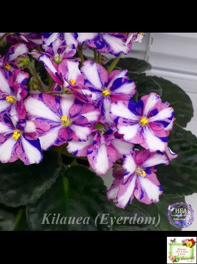 Kilauea (Eyerdom) химера (пасынок из цветоноса укоренённый)