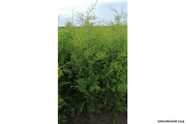 Туя Брабант в поле фото Красовский-Сад.рф