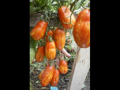 Томат Безумие Кассади (Casady's Folly)