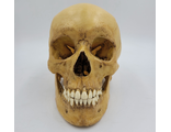 череп, человека, человеческий, голова, кости, труп, скелет, зубы, skull, человек, ужас, пасть, клыки