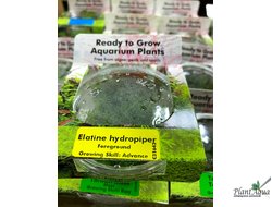 Элатина Гидропайпер (меристемная) Сингапур