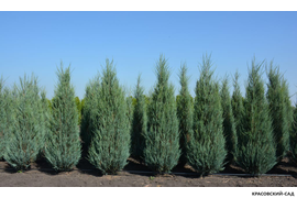 Можжевельник Блю Эрроу - Фото в ряд весной