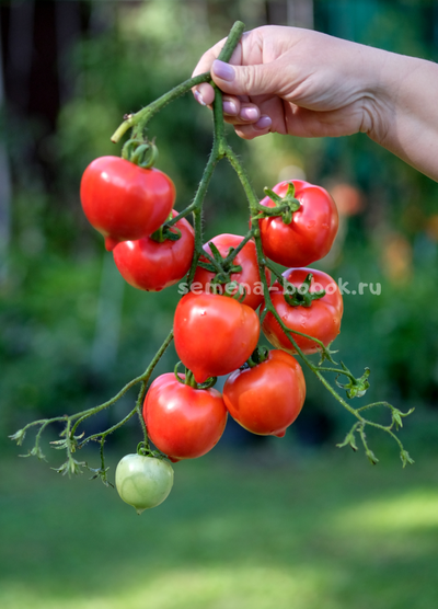 Томат Юбилейный Тарасенко, 10 шт