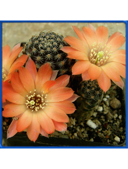 Mediolobivia orurensis