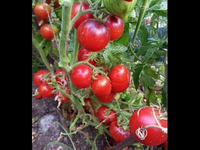 Томат Анто полосатый (Dwarf Striped Antho) США