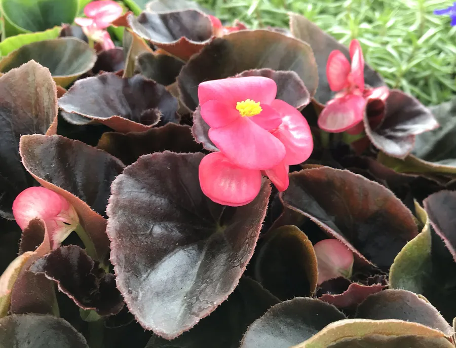 Бегония вечноцветущая