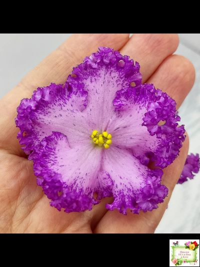 РС-Тропикана (С. Н. Репкина) 2015 г.