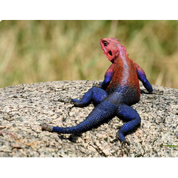 Обыкновенная агама, или агама колонистов (Agama agama)