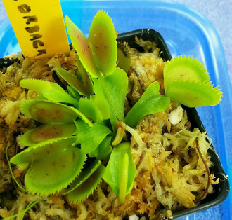 Dionaea muscipula "BZ Razorbak"