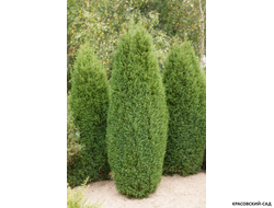 Кипарисовик Элвуди - Ellwoodii