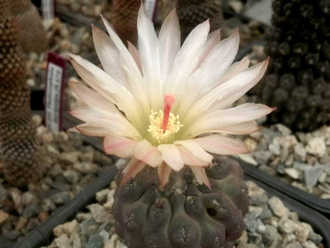 Thelocephala napina PC 248 - 10 семян