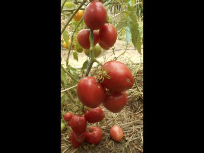Томат Знаменитая клубника Миссис Шлаубах (Mrs. Schlaubaugh’s Famous Strawberry)