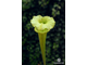 Семена Sarracenia hybrid 5