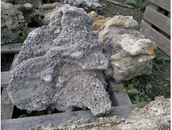 Известняк морской Туф