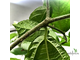 Ficus Coronata / фикус Короната