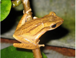 Домовый веслоног(Polypedates leucomystax, или Rhacophorus leucomystax)