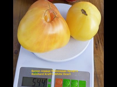 Томат Белое сердце Р. Крафта (Reinhard Kraft’s White Heart)