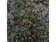 Тасманский перец (Tasmannia lanceolata) - 100% натуральное эфирное масло