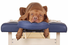 Классический массаж для собак крупных пород