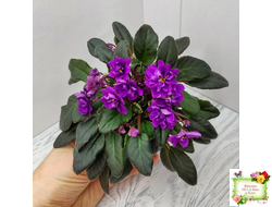 Senk's Longlegs (R. Follett/D. Senk) трейлер (укор. пасынок)