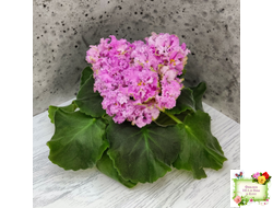 НД-Розовая Скумпия (Н. Данилова-Суворова) 2022 г.