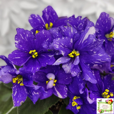 Н-Млечный Путь (Н. Бердникова)