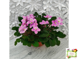 LV-Звезда в Ночи (Л. Шевелева) 2025 г. трейлер (клакамасный лонг)