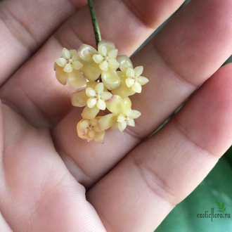 Hoya sp. Sabah GPS 7950 (epc 687)