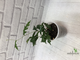 Ficus sp. (Камбоджа) / фикус природник Камбоджи