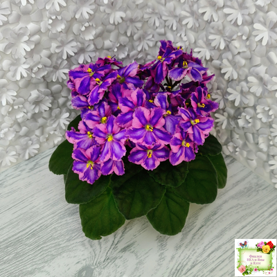 СГ-Каспер (И.Киселёва/С.Голубцова) химера