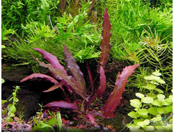 Барклайя длиннолистная красная (пластиковый горшок)