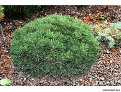 Сосна крючковатая - Uncinata