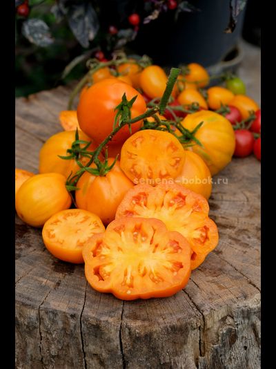 Томат Кошелек Цвета Хурма, 10 шт