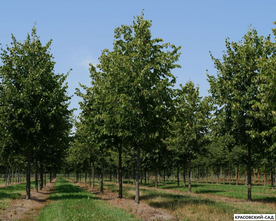 Липа европейская Палида - Pallida