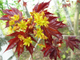 Клён остролистный Кримсон Кинг (Acer platanoides Crimson King)(180-220/15-20л)