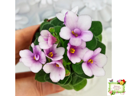 ЛЕ-Колибри (Е. Лебецкая) (3 листа посажены в 1 стак. 20.10.25)