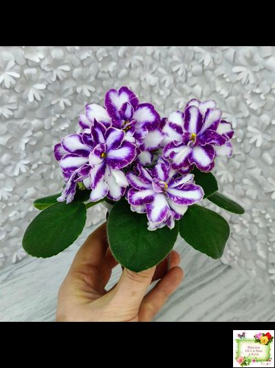 ЮШ-Надюша (Ю.Шаховцева) химера (пасынок из цветоноса укоренённый)