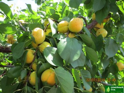 Абрикос "Хабаровский"