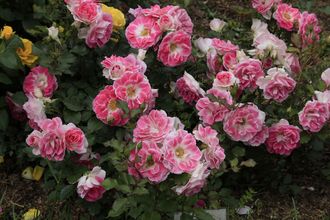 Регенсберг (Regensberg ), патио.  McGredy