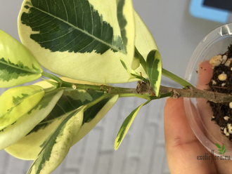Фикус Джулия / Моклэйм вариегатный / ficus Giulia