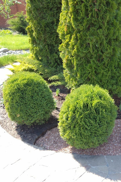 Туя западная Danica