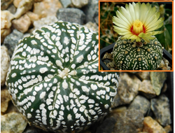 Astrophytum KuMax CZ Х Astrophytum  asterias hybr. - 5 семян