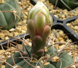 Gymnocalycium bayrianum Tom 326 (D=25-30мм)