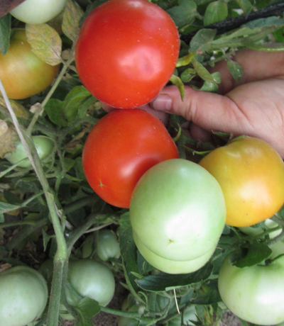 Томат Сибиряк