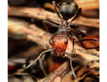 Мормышка свинцовая муравей