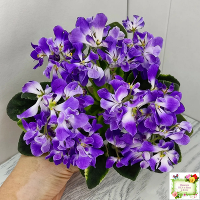 LV-Элизабет (Л. Шевелева) 2023 г.(лист посажен 29.01.26)