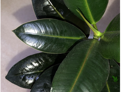 Ficus elastica cv. 'Melany' / фикус мелани