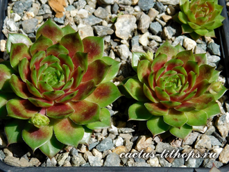 Sempervivum 'PACIFIC COUNTRI COUSIN’ - розетка