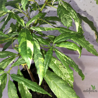 Ficus Racemosa White variegata / фикус ракемоза вариегатный белый